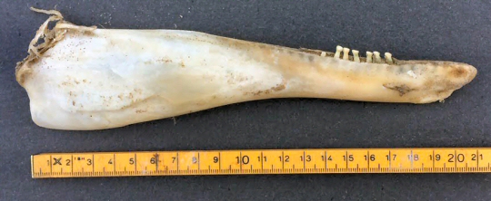 © Foppe Peter Schut © Foppe Peter Schut